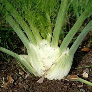 receptes facils amb fonoll