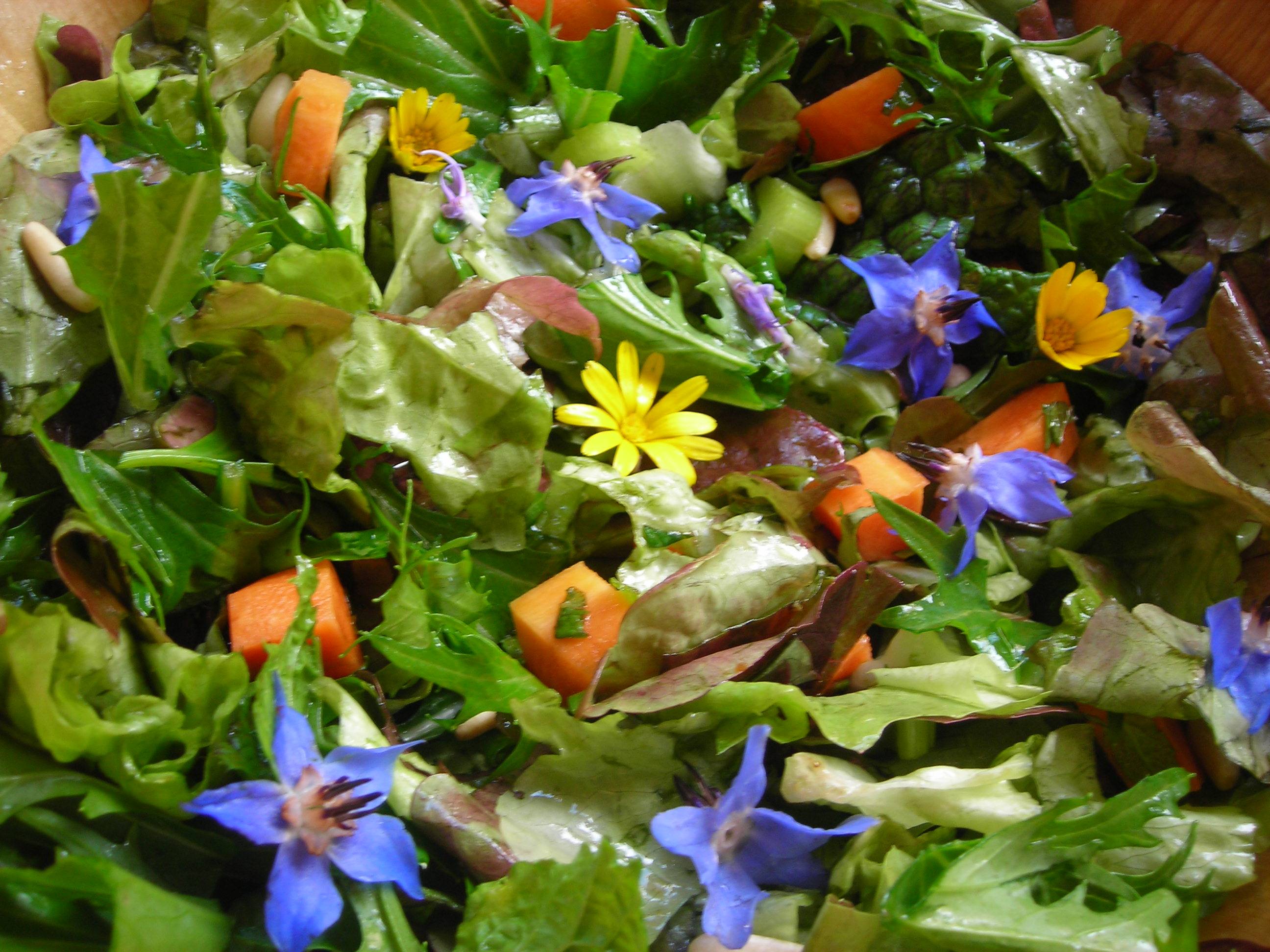 amanida borratja i calendula