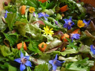 amanida borratja i calendula